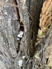 Rigidoporus populinus