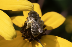 Colletes compactus compactus