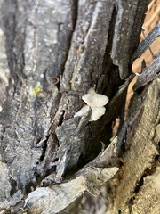 Rigidoporus populinus