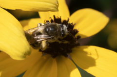 Colletes compactus compactus