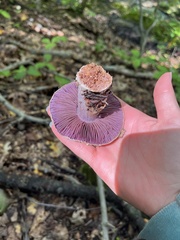 Cortinarius camphoratus