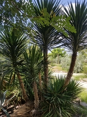 Yucca gigantea