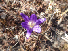 Brodiaea