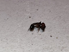 Pheidole obscurithorax