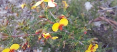 Dillwynia phylicoides