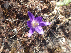 Brodiaea