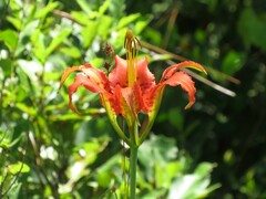 Lilium catesbaei