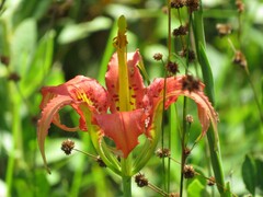 Lilium catesbaei
