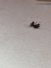 Pheidole obscurithorax