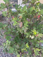 Berberis repens
