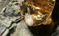 Paroligolophus