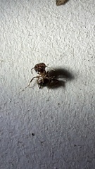 Pheidole obscurithorax