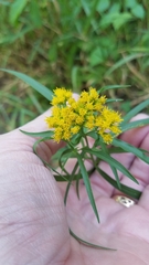 Euthamia graminifolia