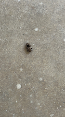 Naupactus peregrinus