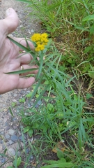 Euthamia graminifolia