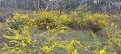 Acacia paradoxa