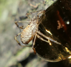 Paroligolophus