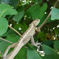 Calotes versicolor