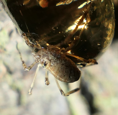 Paroligolophus