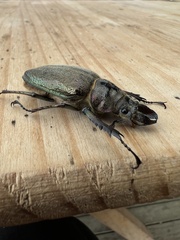 Sphaenognathus feisthamelii