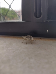 Cydianerus latruncularius