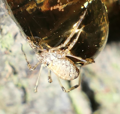 Paroligolophus