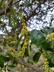 Schinus latifolia
