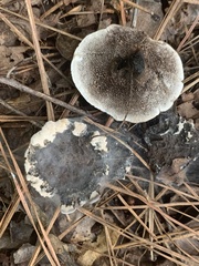 Hydnellum concrescens