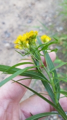 Euthamia graminifolia