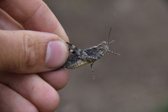 Trimerotropini