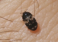 Dermestidae