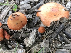 Leratiomyces ceres
