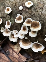 Peniophora albobadia