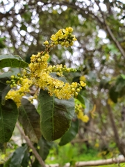 Schinus latifolia