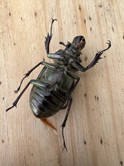 Sphaenognathus feisthamelii