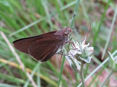 Asbolis capucinus