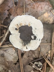 Hydnellum concrescens