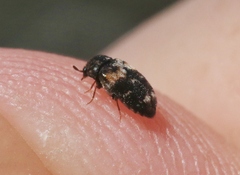 Dermestidae