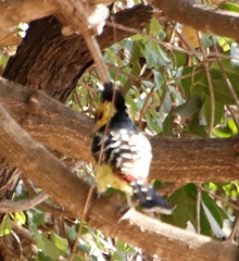 Trachyphonus vaillantii vaillantii