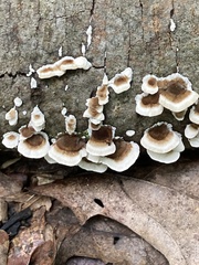 Peniophora albobadia