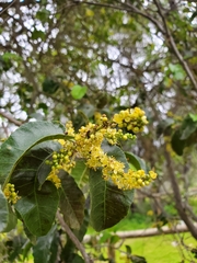 Schinus latifolia