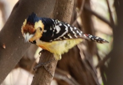 Trachyphonus vaillantii vaillantii