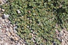 Alternanthera pungens