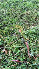 Setaria