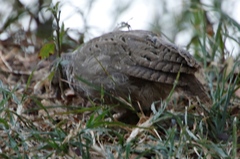Pternistis adspersus