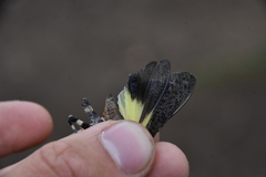 Trimerotropini