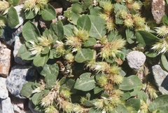 Alternanthera pungens