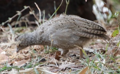 Pternistis adspersus