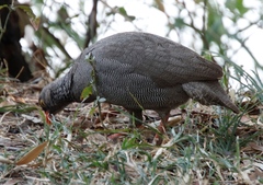 Pternistis adspersus