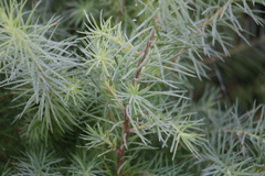 Larix laricina